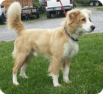 Plainfield, CT - Australian Shepherd. Meet Cody a Dog for Adoption.