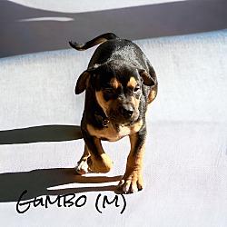 Thumbnail photo of Gumbo #3