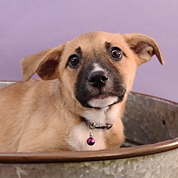 Thumbnail photo of Sally Sunshine's Pup - Summer #1