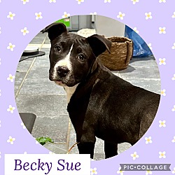 Photo of Becky Sue