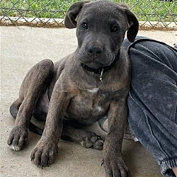 Photo of Grady: not at the shelter
