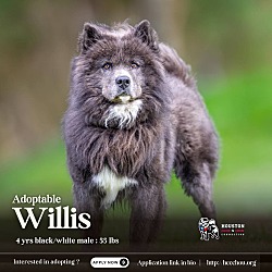 Photo of Willis