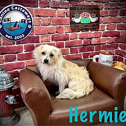 Thumbnail photo of Hermie #4