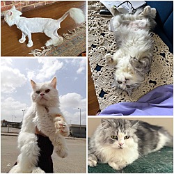 Thumbnail photo of Garth(Persian)&Sugar(Longhair) #2