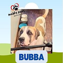 Thumbnail photo of Bubba (Courtesy Post) #1