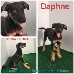 Thumbnail photo of Daphne #1