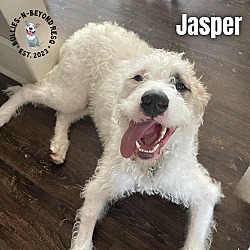 Thumbnail photo of Jasper #1