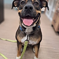 adopt a pet