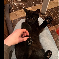 adopt a pet