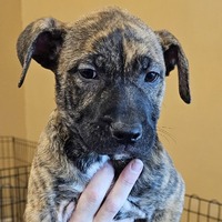 adopt-pet