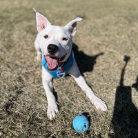adopt a pet