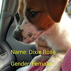 Thumbnail photo of Dixie Rose (adoption pending) #3