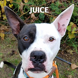 Thumbnail photo of Juice #1