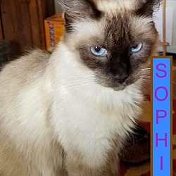 Thumbnail photo of SOPHIE-new home 9-22 #1