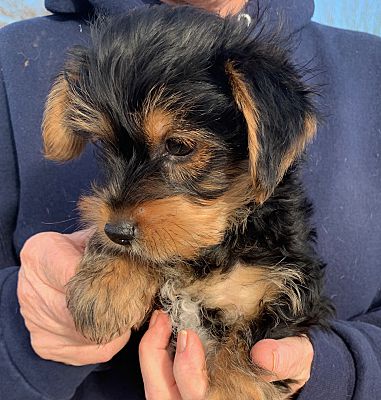 where can i adopt a yorkshire terrier