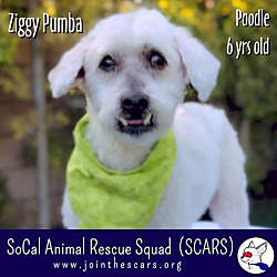Thumbnail photo of Ziggy Pumba #1