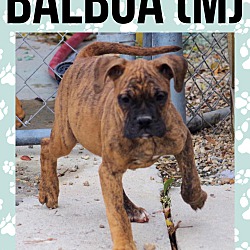 Thumbnail photo of Balboa #2