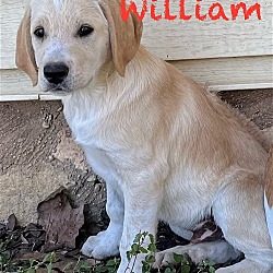 Photo of William