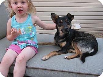 german shepherd feist mix