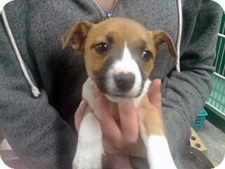 shar pei jack russell