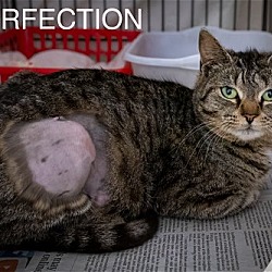 Thumbnail photo of Purrfection (FCID# 04/17/2024 - 4 Trainer) #1