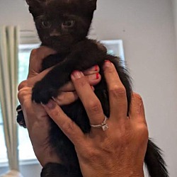 Thumbnail photo of Black male kitten #2