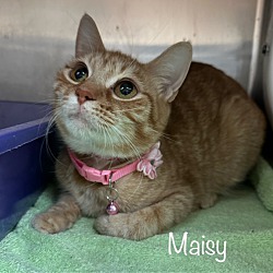 Thumbnail photo of MAISY #1