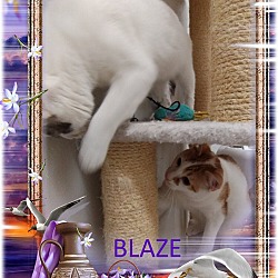 Thumbnail photo of Blaze #2