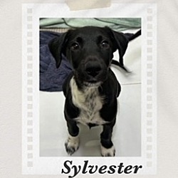 Thumbnail photo of Sylvester #3