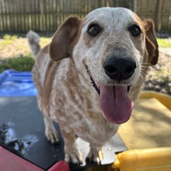 bonded pet photo