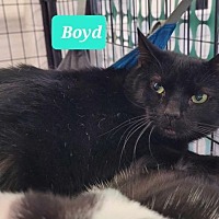 adopt a pet
