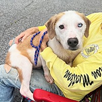 adopt a pet
