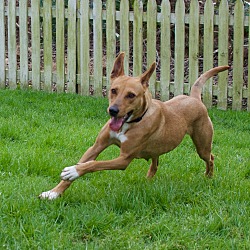 Thumbnail photo of Jemma (being fostered in NC) #2