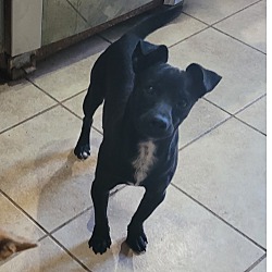 charlie's little dog house