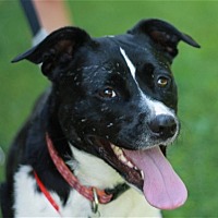 Photo of Leah - ADOPT ME FOR FREE!