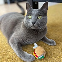 adopt a pet