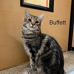 Photo of Buffett