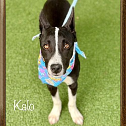 Thumbnail photo of KALO #4