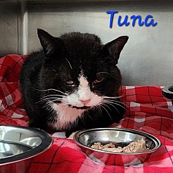 Thumbnail photo of Tuna #2