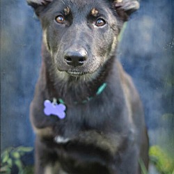 Thumbnail photo of Sydney the TriPawd - MEET ME 9/21/24! #3