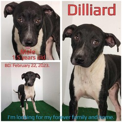 Thumbnail photo of Dillard #1