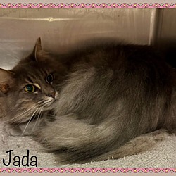 Thumbnail photo of JADA #3