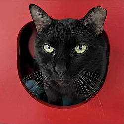 bonded pet photo