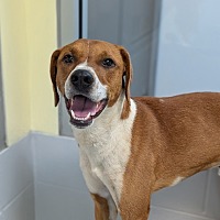 adopt a pet