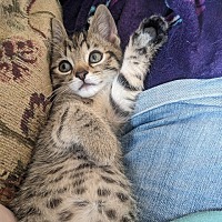 adopt a pet