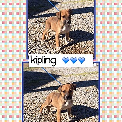 Thumbnail photo of Kipling (Pom) #3