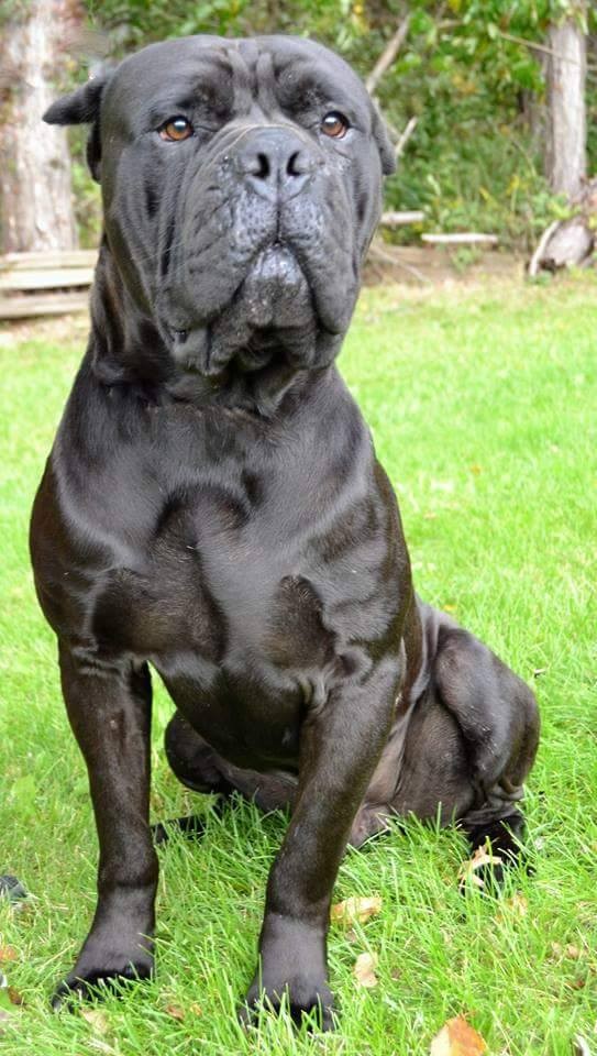 Michigan City In Cane Corso Meet Bucci A Pet For Adoption