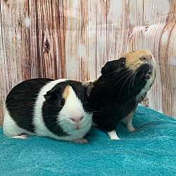 Thumbnail photo of Chip & S'mores #2