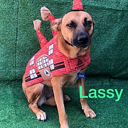 Thumbnail photo of Lassy #4