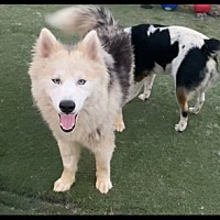 adopt a pet